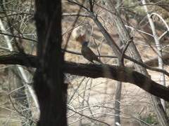 Turdus pallidus