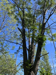 Melioides