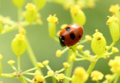 Coccinella quinquepunctata