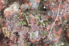 Eupodidae
