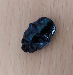 Protaetia opaca