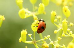 Coccinella quinquepunctata