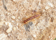 Scutigeromorpha