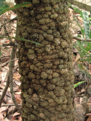 Banksia serrata