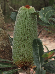 Banksia serrata