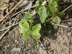 Pueraria montana