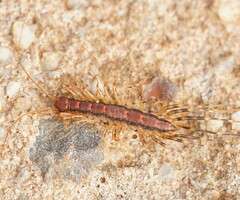 Scutigeromorpha