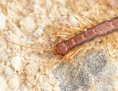 Scutigeromorpha