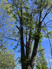 Melioides