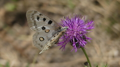 Parnassius apollo