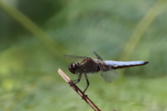 Libellula depressa