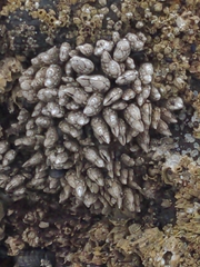 Pollicipes polymerus