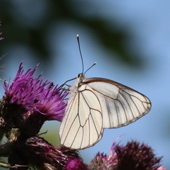 Aporia crataegi