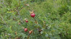 Rosa spinosissima