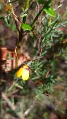 Dillwynia phylicoides