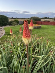Kniphofia