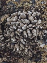 Pollicipes polymerus