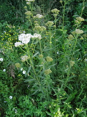 Achillea millefolium