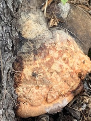 Fomitopsis pinicola