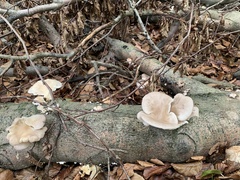 Pleurotus ostreatus