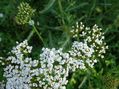 Achillea millefolium
