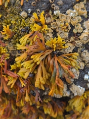 Pelvetiopsis limitata