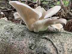 Pleurotus ostreatus