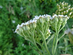 Achillea millefolium