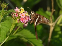 Chioides albofasciatus