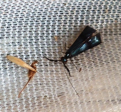 Mystacides azureus