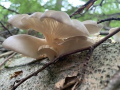 Pleurotus ostreatus