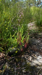 Stylidium laricifolium