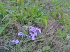 Heliotropium amplexicaule