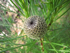 Isopogon anethifolius