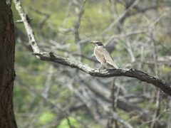 Turdus