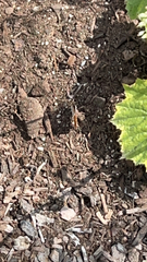 Vanessa virginiensis