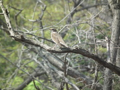 Turdus