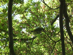 Zosterops simplex