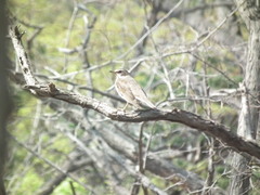 Turdus