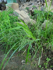 Coleataenia rigidula