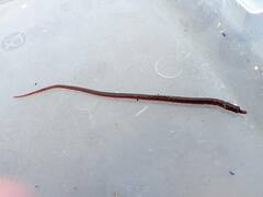 Nerophis lumbriciformis