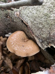 Polyporus