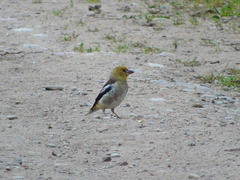 Coccothraustes coccothraustes