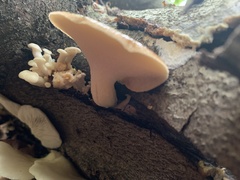 Polyporus