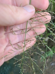 Coleataenia rigidula