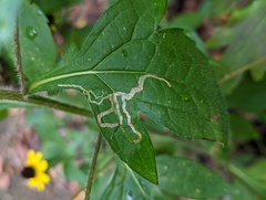 Phytomyza albiceps group