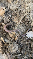 Lumbricus terrestris