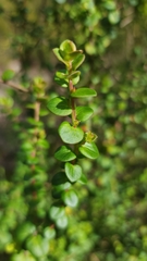 Leptospermum rotundifolium