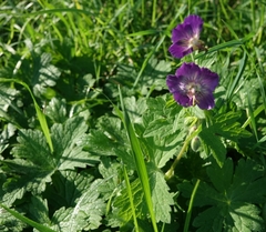 Geranium phaeum