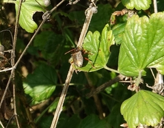 Picromerus bidens